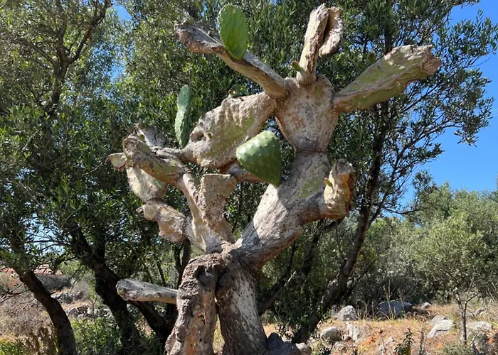 Koukouri Village Kafiona